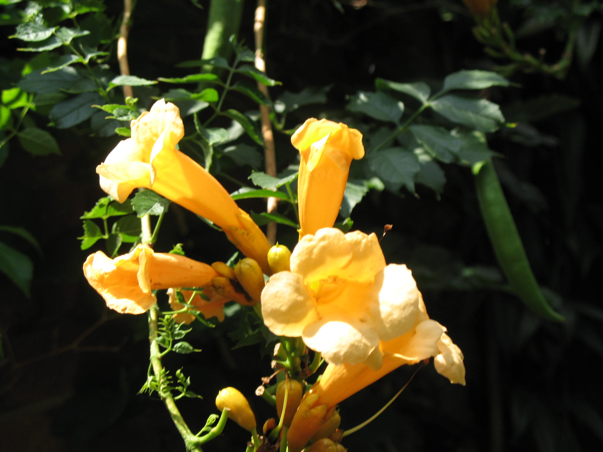 Online Plant Guide Campsis radicans 'Flava' / Yellow Trumpet Vine